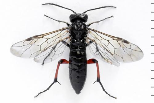 Réf. 298 288 : Macrophya sanguinolenta