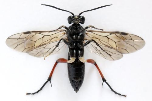 Macrophya sanguinolenta