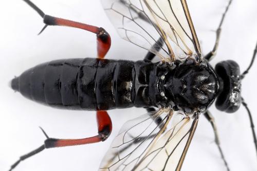 Réf. 298 290 : Macrophya sanguinolenta