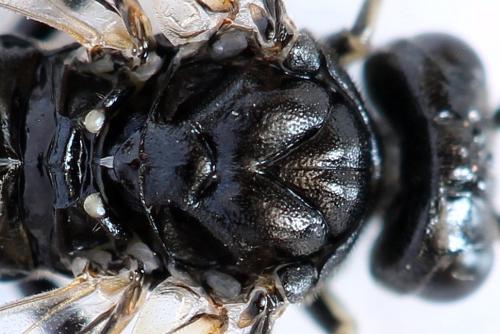 Réf. 298 291 : Macrophya sanguinolenta