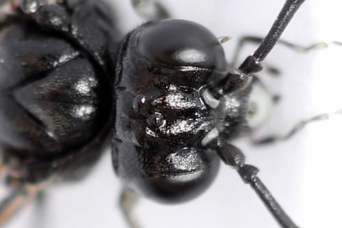 Réf. 298 293 : Macrophya sanguinolenta