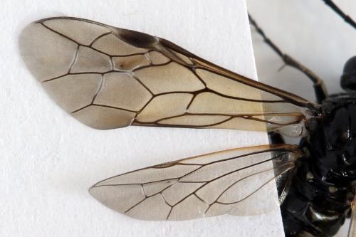 Réf. 298 294 : Macrophya sanguinolenta