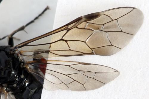 Réf. 298 295 : Macrophya sanguinolenta