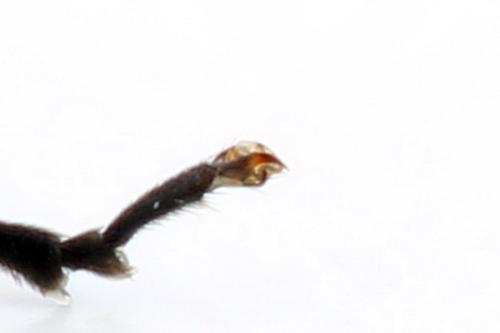 Macrophya sanguinolenta