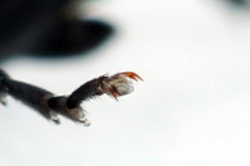 Macrophya sanguinolenta
