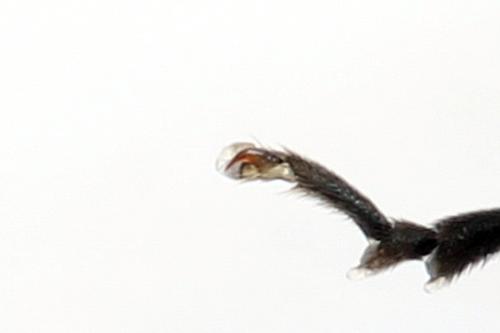 Macrophya sanguinolenta