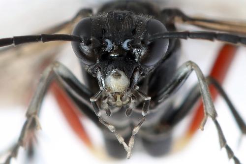 Réf. 298 299 : Macrophya sanguinolenta