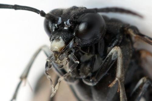 Réf. 298 300 : Macrophya sanguinolenta