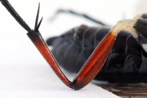 Macrophya sanguinolenta