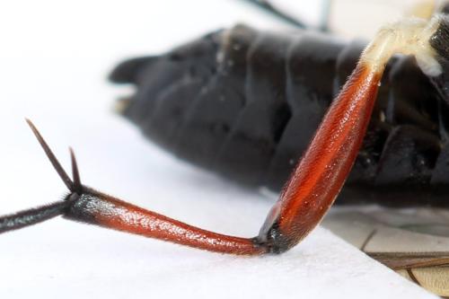 Réf. 298 302 : Macrophya sanguinolenta