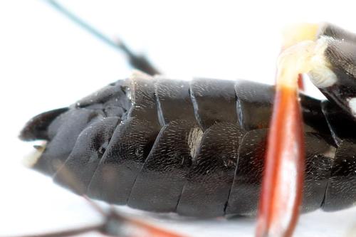 Réf. 298 303 : Macrophya sanguinolenta