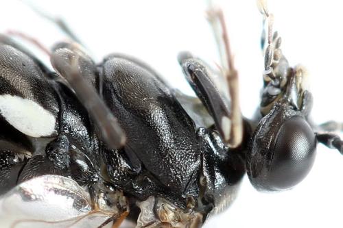 Macrophya sanguinolenta