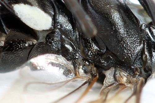 Macrophya sanguinolenta