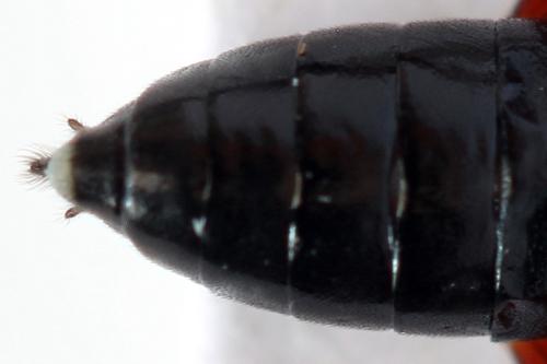 Macrophya sanguinolenta