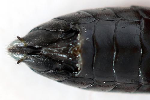 Réf. 298 307 : Macrophya sanguinolenta