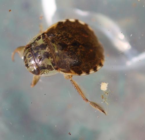 Réf. 298 018 : Naucoris maculatus