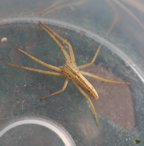 Réf. 298 204 : Tibellus sp.