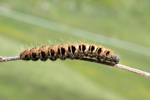 Lemonia taraxaci