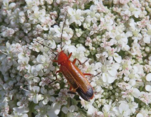 Réf. 298 677 : Rhagonycha fulva