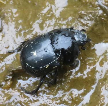 Réf. 298 317 : Trypocopris sp.