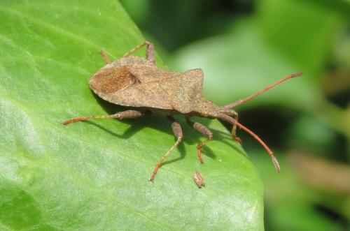 Coreus marginatus
