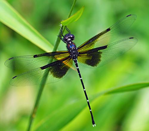 Synthemis miranda