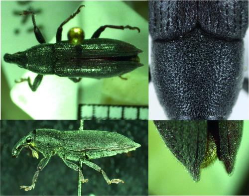 Lixus sp.