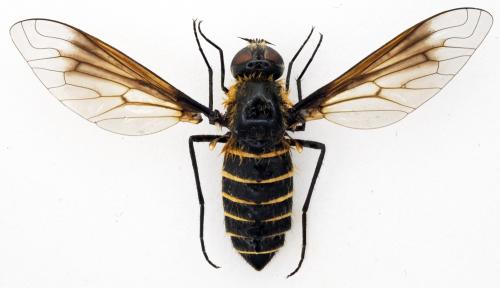 Réf. 298 515 : Lomatia sp.