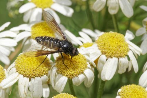 Réf. 298 514 : Lomatia sp.