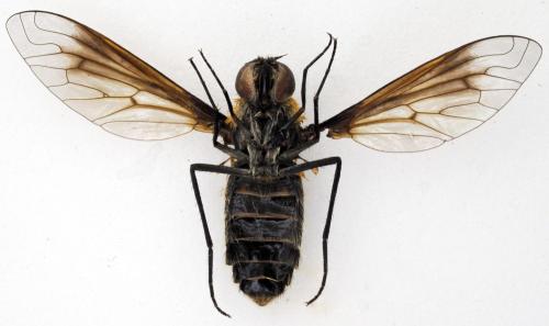 Réf. 298 516 : Lomatia sp.