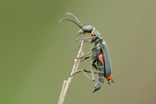 Anthomalachius strangulatus