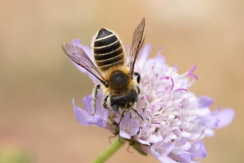 Réf. 298 025 : Hoplitis sp.