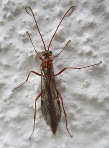 Réf. 298 765 : Ophion sp.