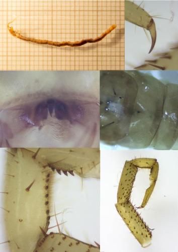 Cryptops sp.