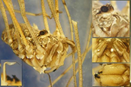 Réf. 298 104 : Dasylobus graniferus