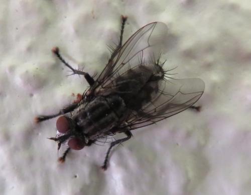 Sarcophaga sp.