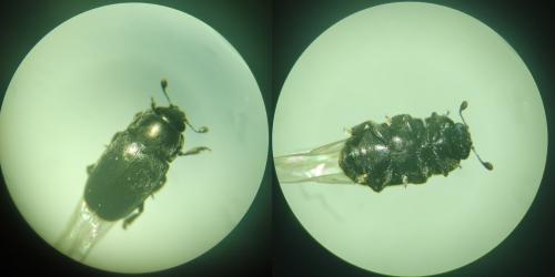 Brassicogethes aeneus