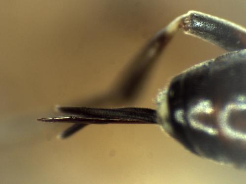 Cryptinae