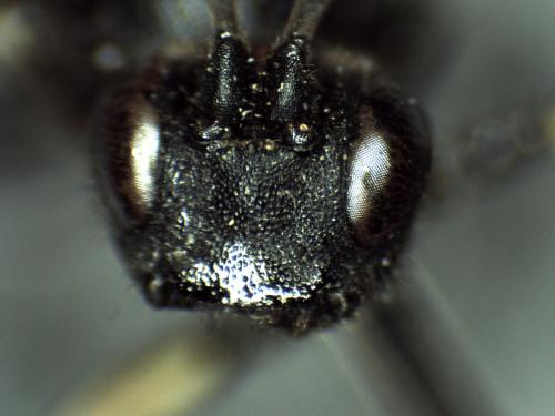 Réf. 298 449 : Ctenichneumon divisorius