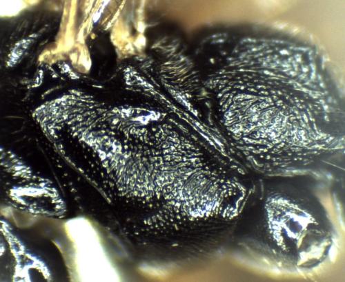 Cryptinae