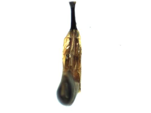 Réf. 298 654 : Hadrodactylus sp.