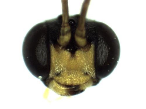 Réf. 298 652 : Hadrodactylus sp.