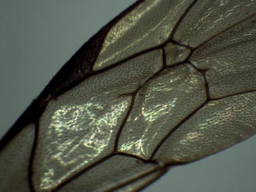 Réf. 298 450 : Ctenichneumon divisorius