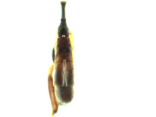 Hadrodactylus sp.