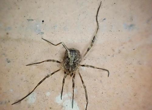 Odiellus spinosus
