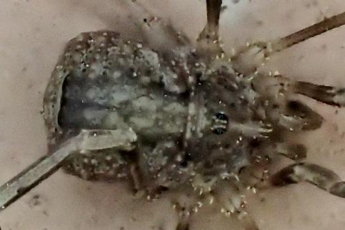 Odiellus spinosus