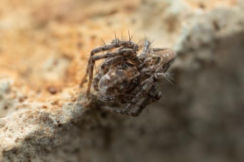 Oxyopes ramosus