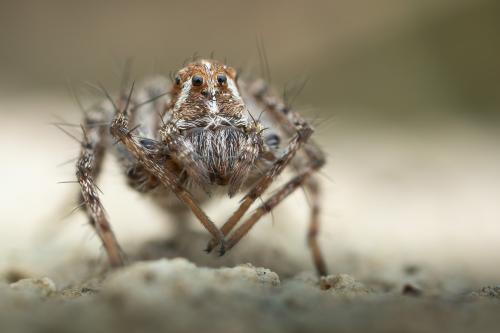 Réf. 298 154 : Oxyopes ramosus