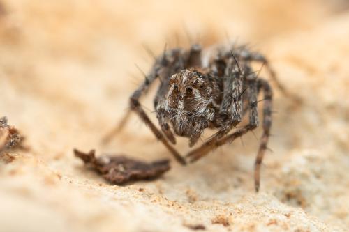 Oxyopes ramosus