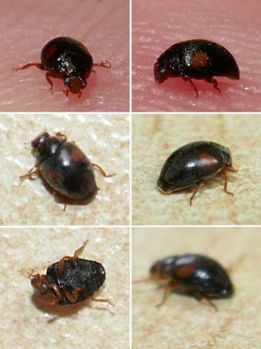 Réf. 298 972 : Scymnus sp.